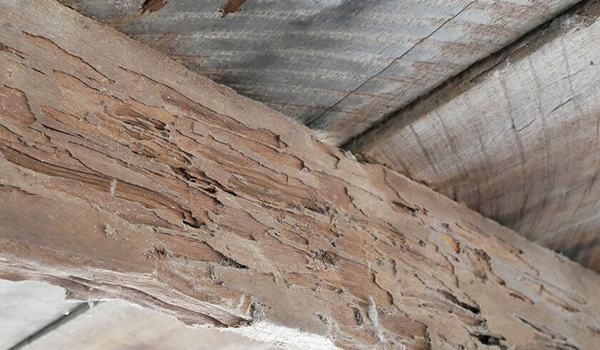 「台風・シロアリで困った！」最短3日以内に無料お見積もり可能です